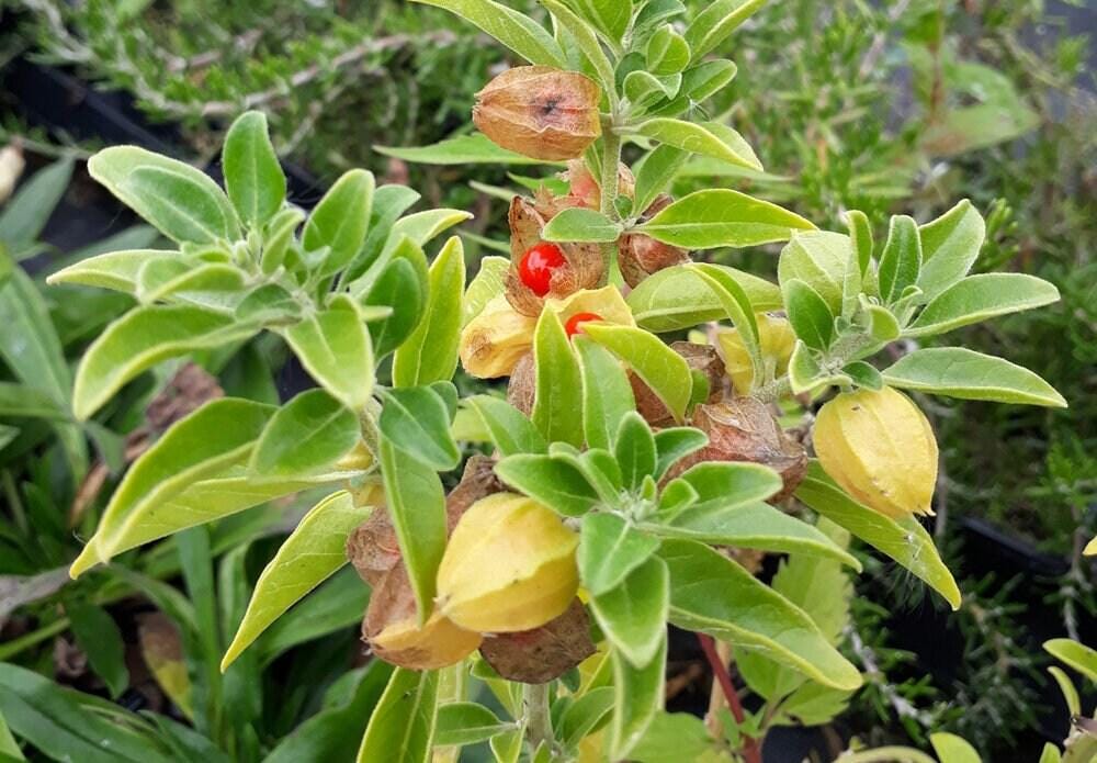 Ashwagandha root powder | withania somnifera | ashwagandha tea | herbal tea | dried powder | organic powder | organic root | herba