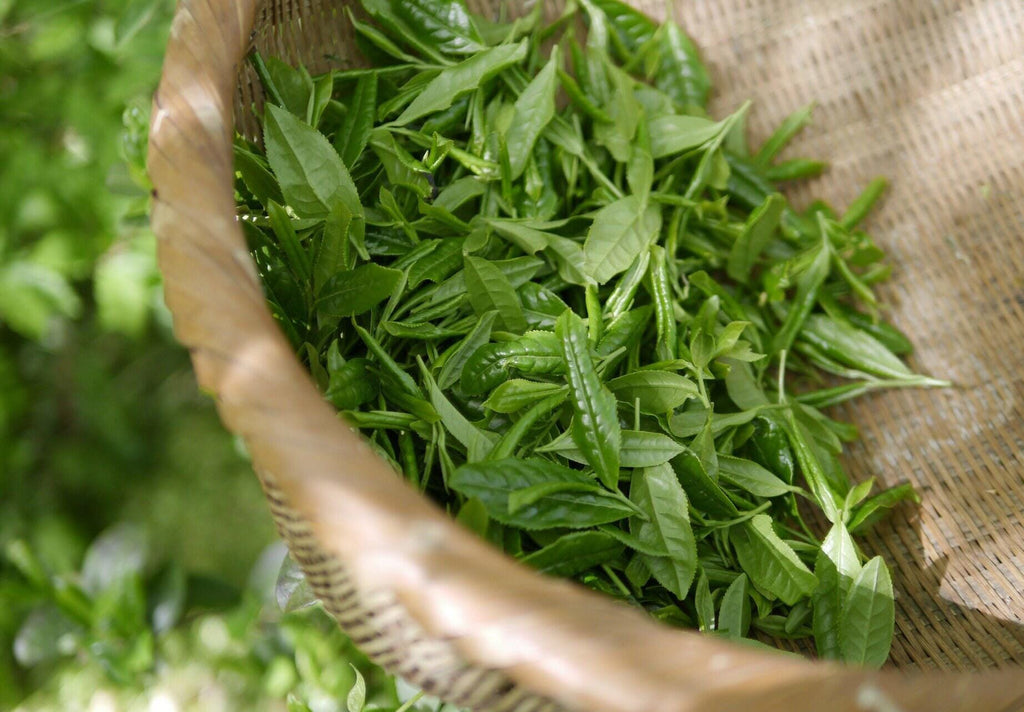 Bancha green tea | camellia sinensis | herbal tea | dried herbs | organic herbs | herba | tea