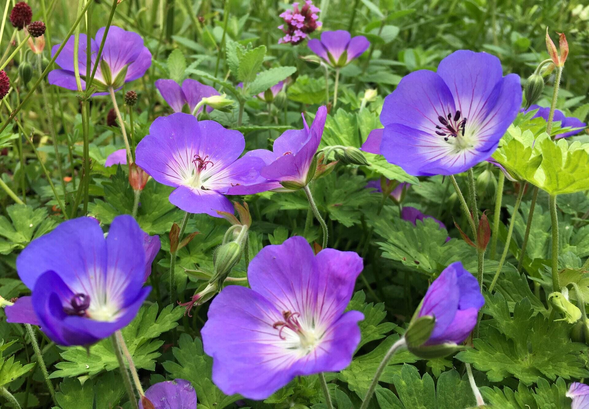 Bloody geranium root | geranium sanguineum | geranium root tea | herbal tea | dried root | organic herbs | herba | tea