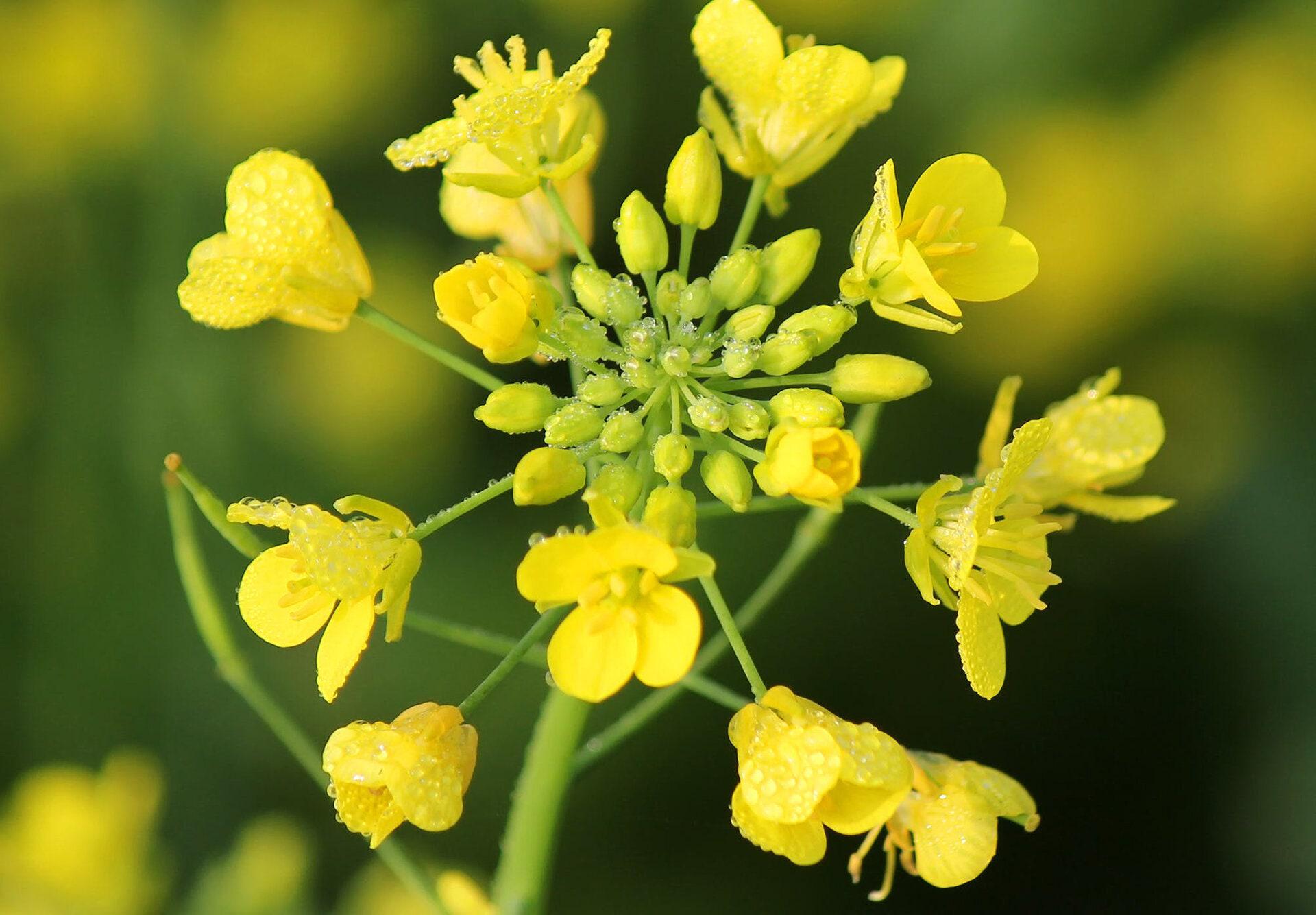 Black mustard seeds | brassica nigra | black mustard tea | seeds | dried seeds | organic seeds | organic herb | herba tea | semens