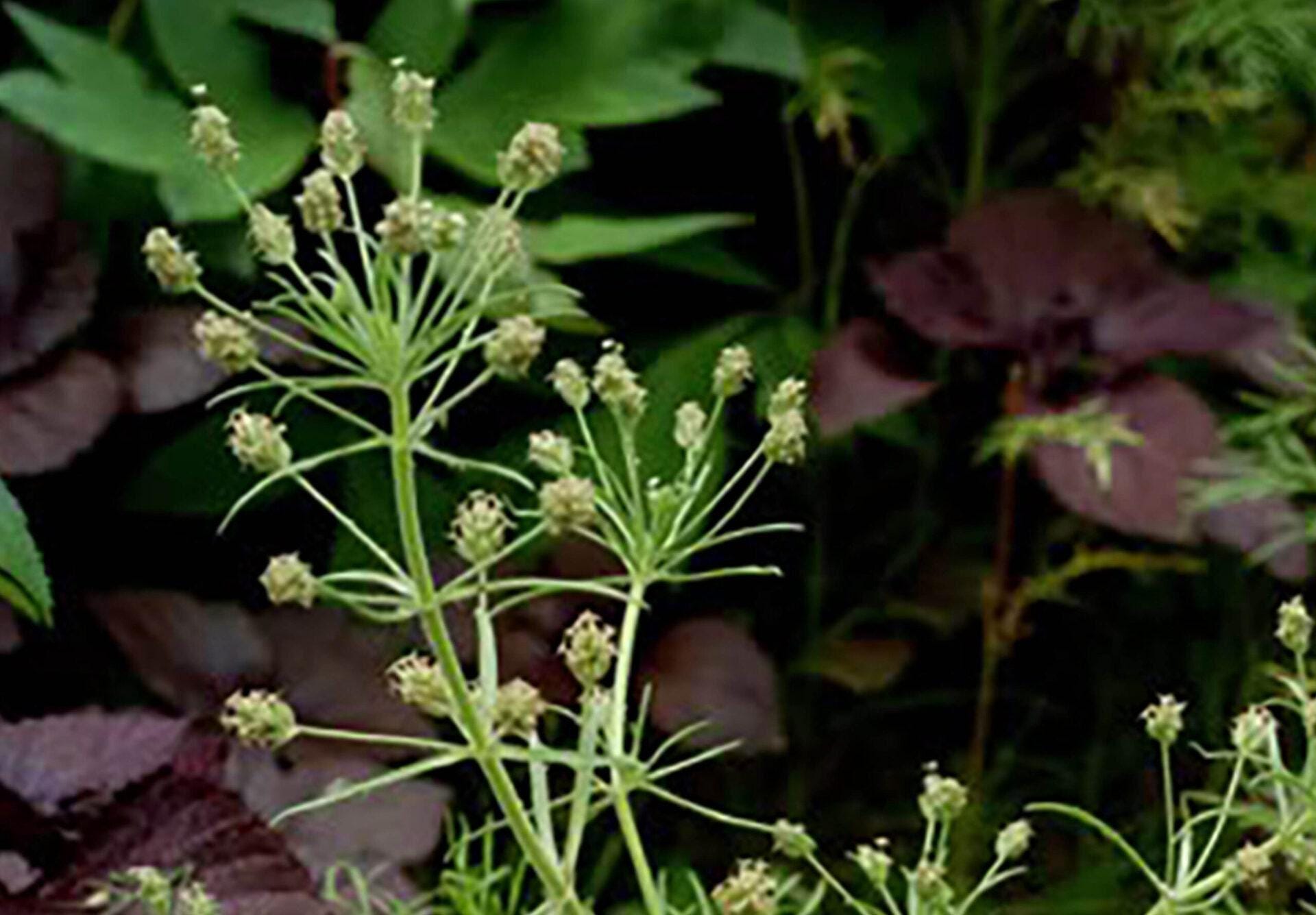 Black psyllium husk seeds | plantago psyllium | black psyllium husk whole seeds | dried seeds | organic herbs | herba