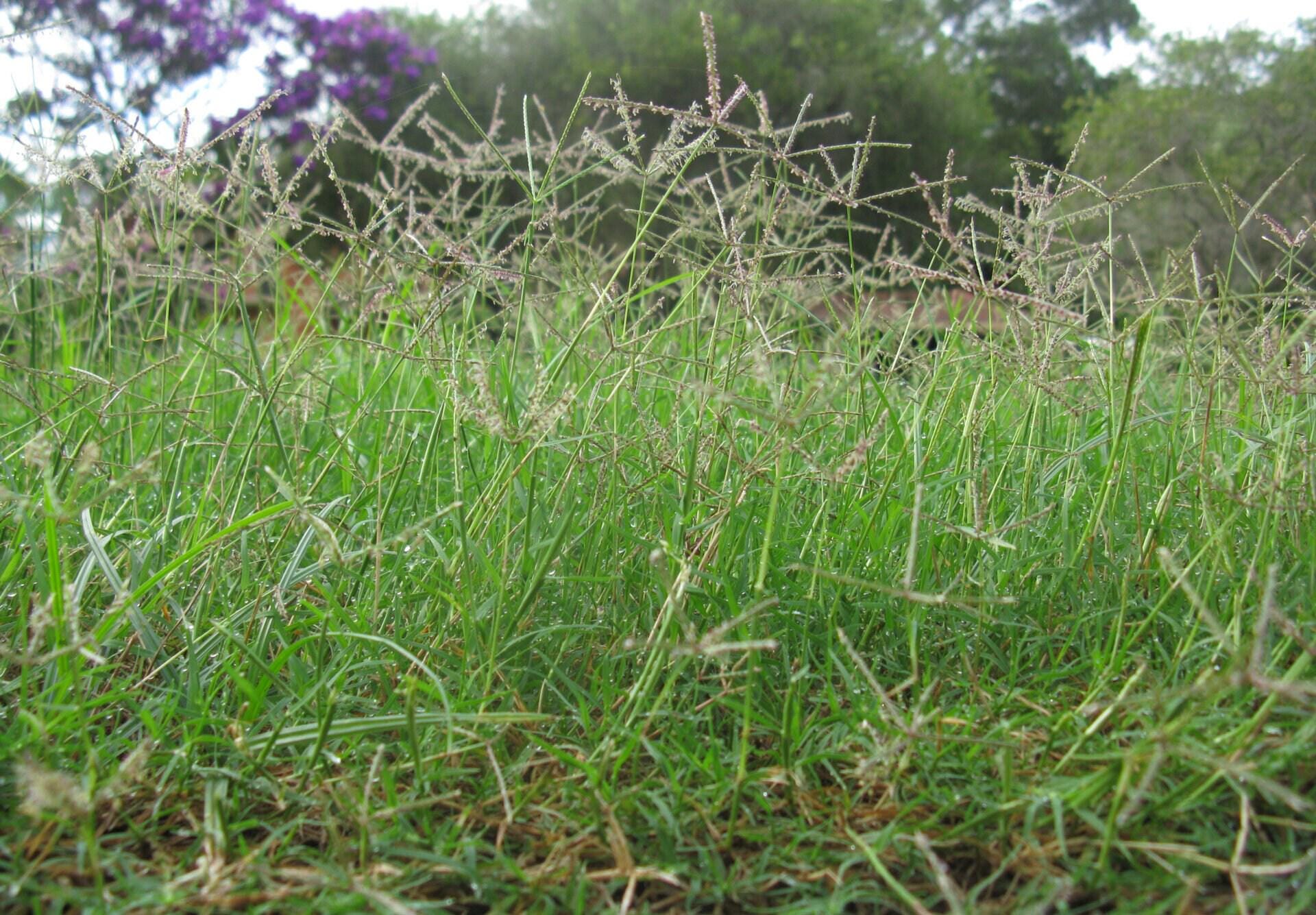 Bermuda grass root | cynodon dactylon | bermuda grass tea | dried root | herbal tea | organic herbs | dried herbs | herba | tea