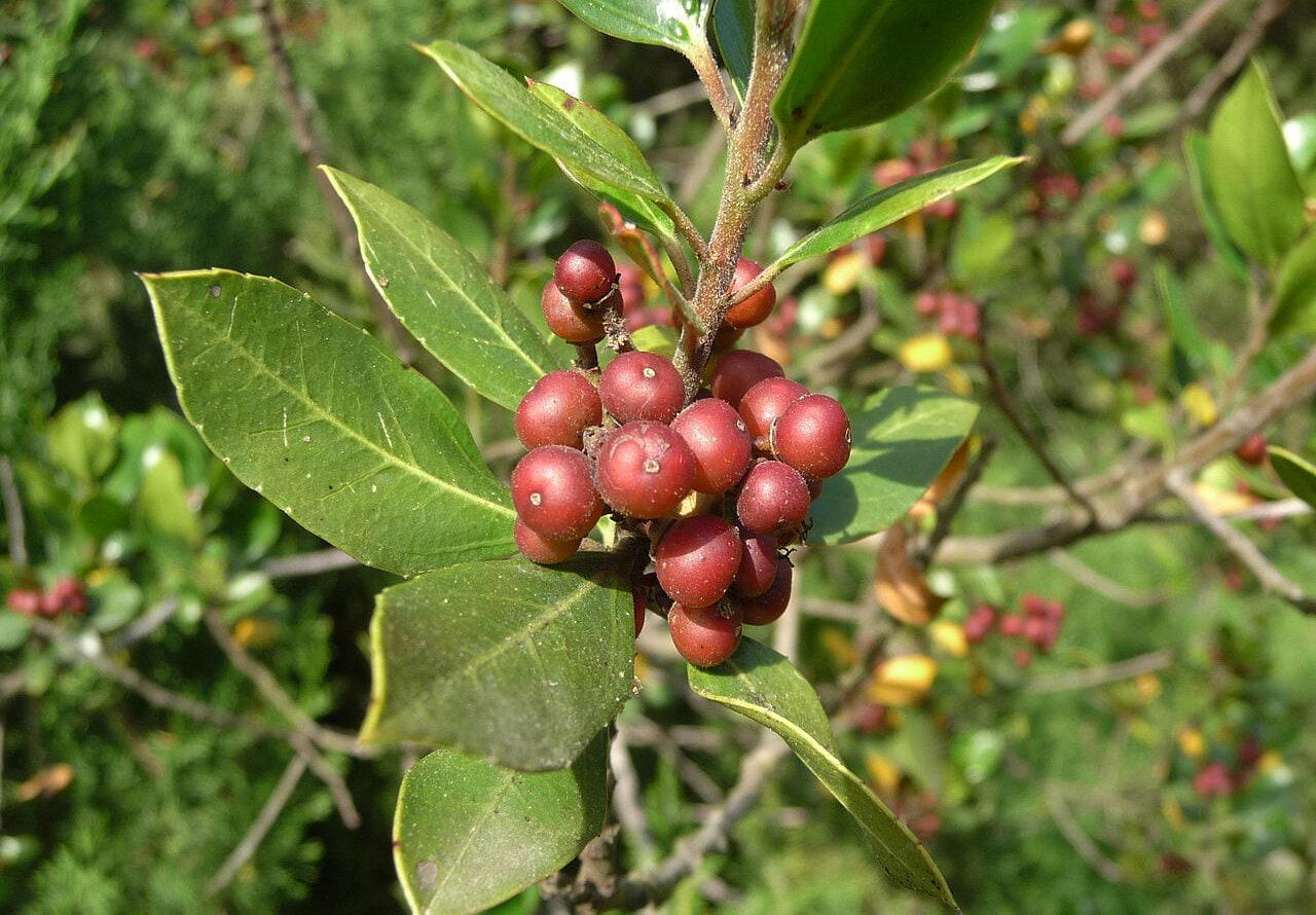 Buckthorn bark | frangula rupestris | rhamnus frangula | dried herbs | herbal tea | herbal products | bulk herb | herbal remedy