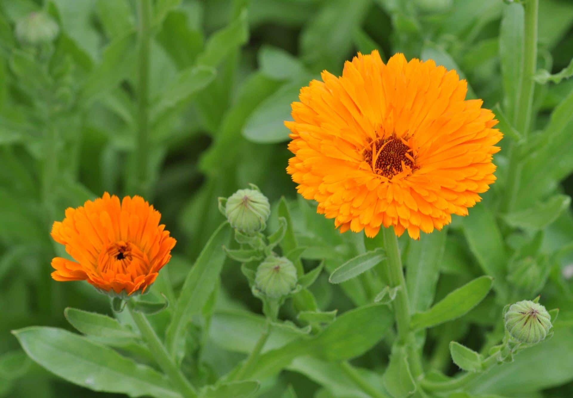 Calendula flower | calendula officinalis | petals only| herbal | loose | herb | fresh harvested | premium quality