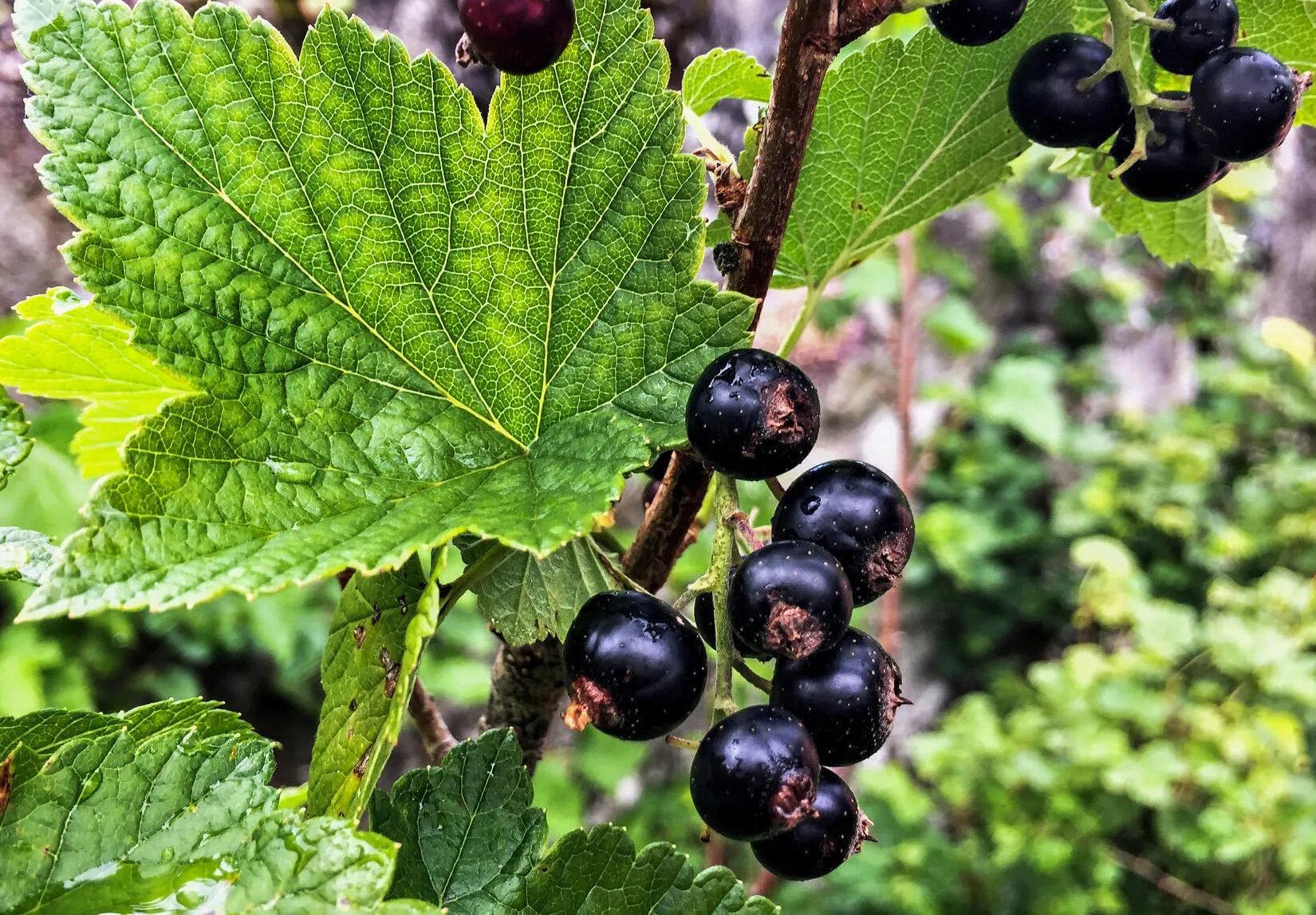 Blackcurrant leaf | ribes nigrum , loose tea , loose dried herbs , dried loose herb | blackcurrant leaf tea | herbal tea | herba