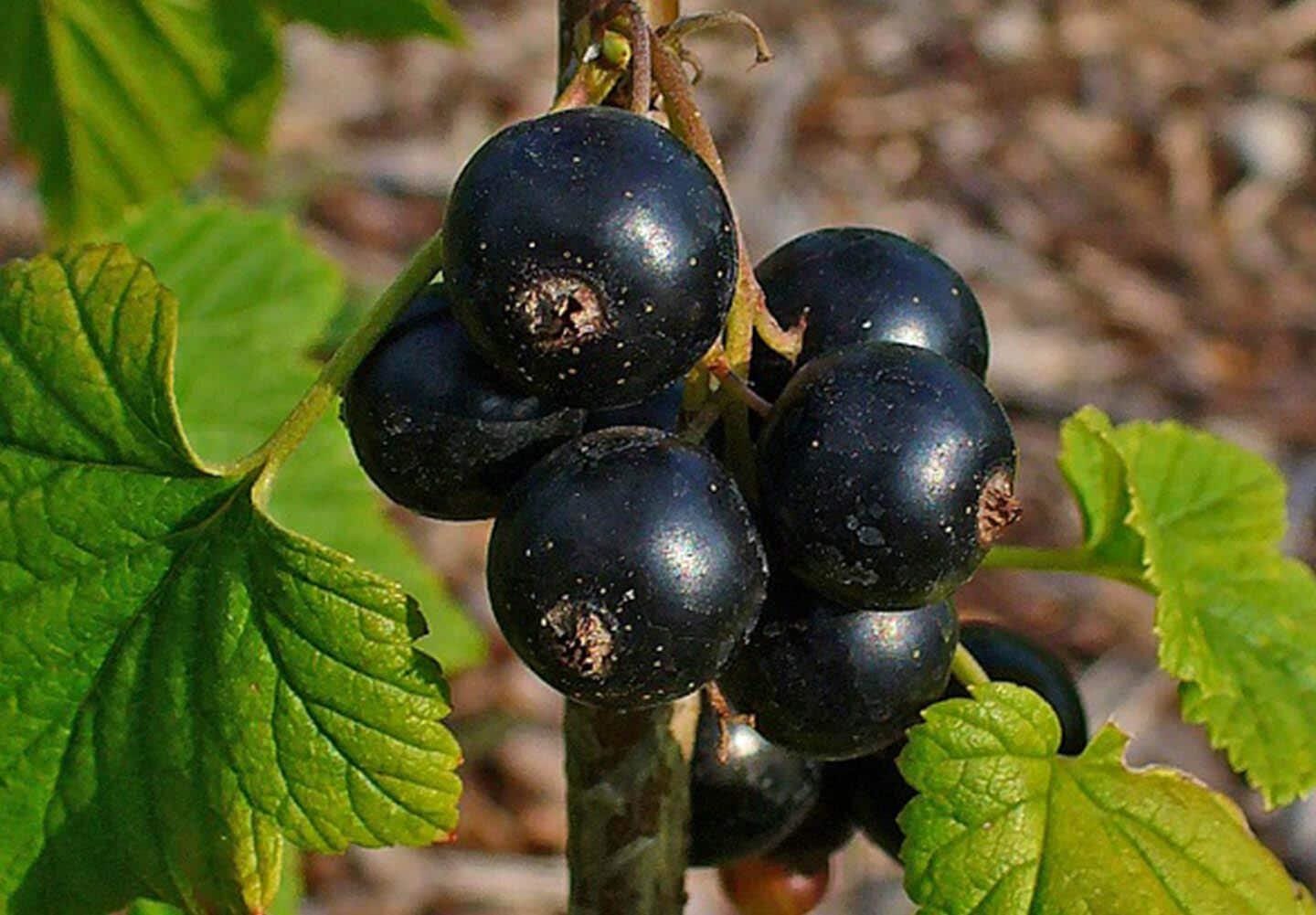 Blackcurrant leaf | ribes nigrum , loose tea , loose dried herbs , dried loose herb | blackcurrant leaf tea | herbal tea | herba