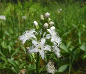 Bogbean herb | bogbean herb | menyanthes trifoliata | dried herbs | herbal tea | herbal products | bulk herb | herbal remedy