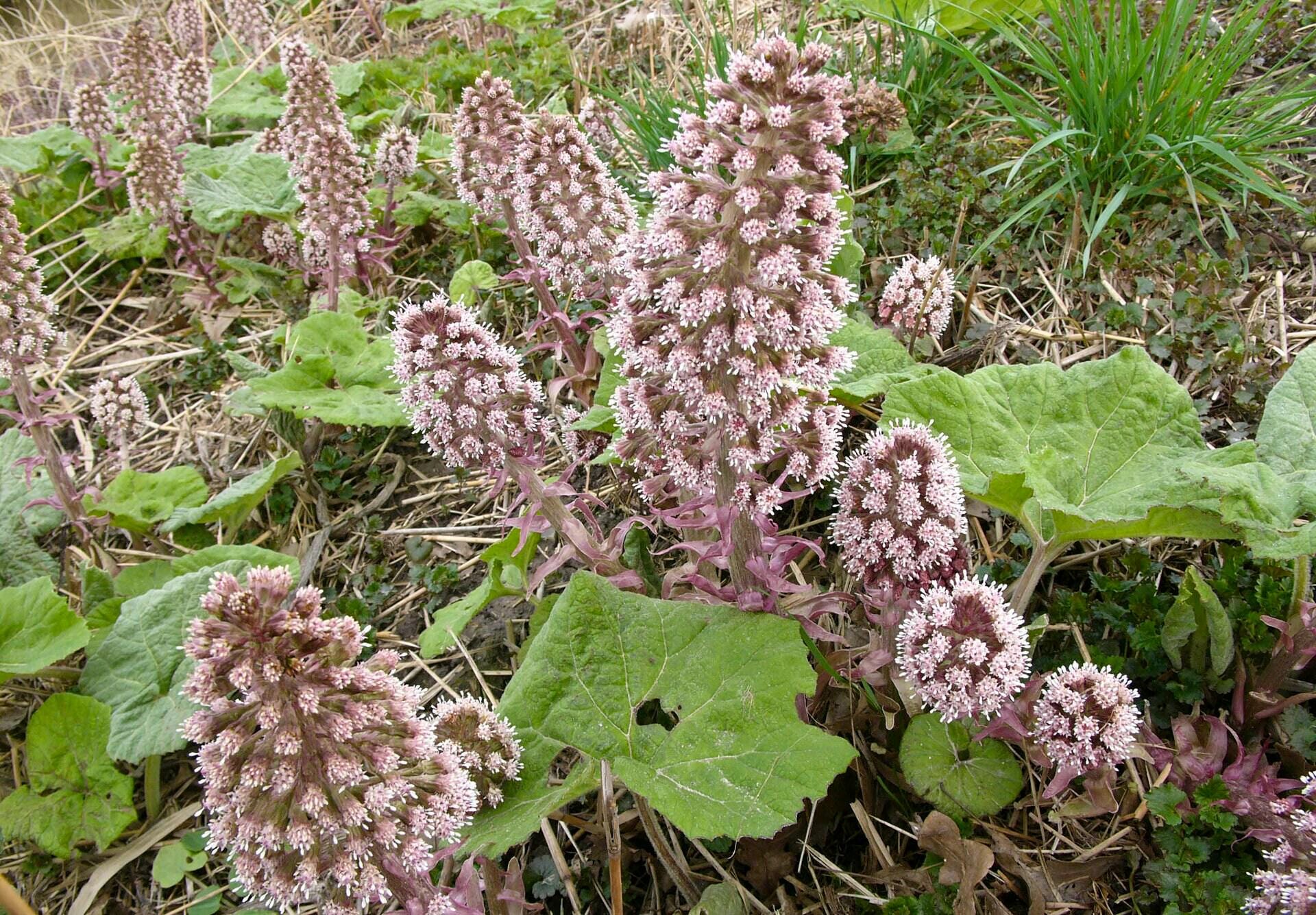 Butterbur root | petasites hybridus | dried herbs | herbal tea | herbal products | bulk herb | herbal remedy