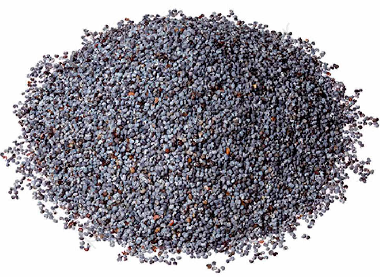 Blue poppy seeds | papaver somniferum | tea | sprouting | papaver | poppyseed premium grade | herbal